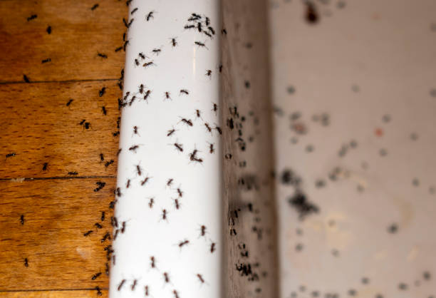 Best Pest Inspection Near Me  in Mount Vernon, TX